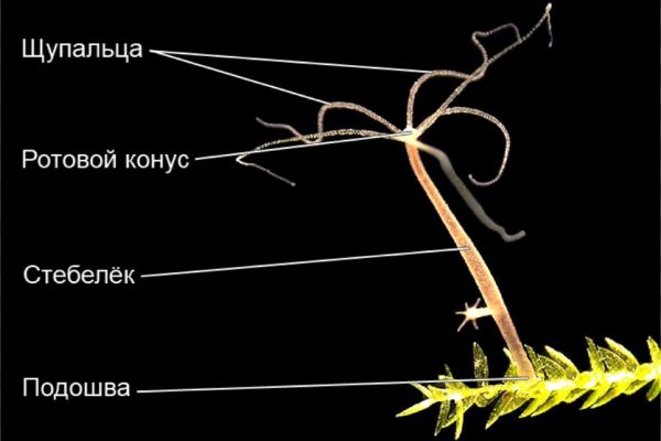 Кракен сайт kr2web in зарегистрироваться