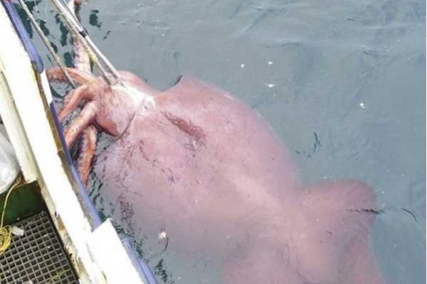 Kraken krn